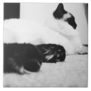Recherche de chat noir et blanc carreaux Nature
