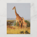 Recherche de faune africaine cartes postales Afrique du sud