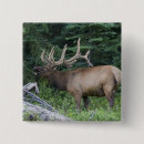 Recherche de parc national de banff badges Faune