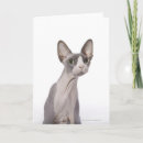 Recherche de chat sphynx vœux cartes Félin
