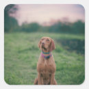 Recherche de chien sportif autocollants Animal