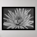 Zoek naar chrysanten posters Pretty
