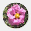 Recherche de mexicain magnets Rose