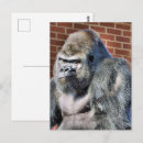 Recherche de gorille sauvage cartes postales Drôle