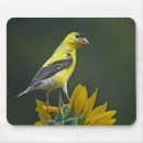 Zoek naar goudvink muismatten Geel