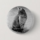 Recherche de chat gris badges Amoureux des chats