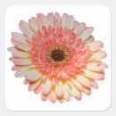 Recherche de gerber rose autocollants Pour tous