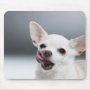 Recherche de chiwawa tapis souris Animaux
