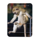 Zoek naar aap magneten Foto