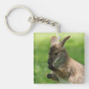 Recherche de wallaby Faune