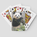 Recherche de panda photographie Bambou