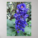 Recherche de gingembre bleu posters Floral