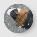 Zoek naar cavia geschenken Foto