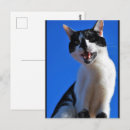 Recherche de chat domestique cartes postales Photographie