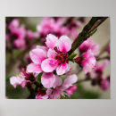 Zoek naar kersenboom posters Natuur