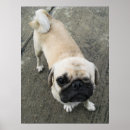 Zoek naar schattige honden posters Humor