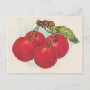 Recherche de cerises rouges cartes postales Rétro
