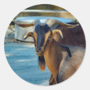 Recherche de chèvre noire autocollants Animal