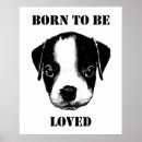 Recherche de terrier de boston posters Amoureux des animaux