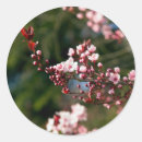 Recherche de cerisier autocollants Arbre