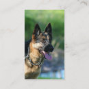 Recherche de bergers allemands cartes visite Alsacien