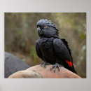 Recherche de cacatoès posters Faune