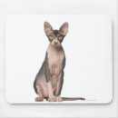 Recherche de chat sphynx tapis souris Photographie de chat