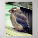 Recherche de ornithologie posters Photographie