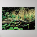 Recherche de marais posters Faune