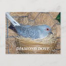 Recherche de nester cartes postales Oiseaux