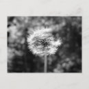 Recherche de mauvaises herbes cartes postales Pissenlit