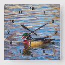 Zoek naar wilde eend klokken Vijver