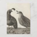 Zoek naar partridge posters briefkaarten Vogel