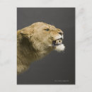 Zoek naar agressie posters Close up