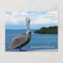Recherche de salutations floride cartes postales Pélican