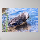 Recherche de étang de canard art Été