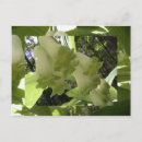 Recherche de salomon cartes postales Fleurs