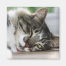 Recherche de dormant magnets Animaux