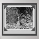 Zoek naar witte iris posters Floreel