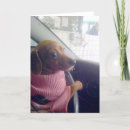 Recherche de teckels vœux cartes Photographie