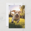 Recherche de chiot labrador invitations Dog