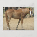 Recherche de chevaux cartes postales Équitation