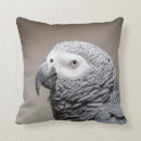 Recherche de gris africain Le congo