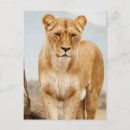 Recherche de gros chat cartes postales Lion