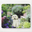Recherche de le caniche tapis souris Chien