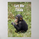 Recherche de chimpanze posters Faune animale