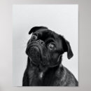 Recherche de race de chien posters Noir