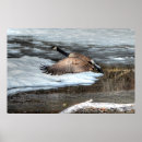 Zoek naar winter dieren posters Vogels