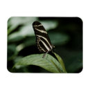 Recherche de papillon blanc magnets Été