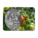 Recherche de légumes magnets Tomate